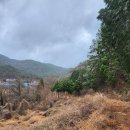 소나무부분정비 이미지