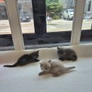 달콤하니냥 이미지