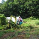 호박넝쿨 이미지