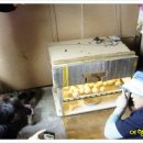 늘푸른유정란농장 이미지