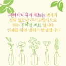 마미자리