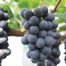 정영수농장 이미지