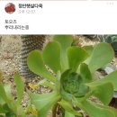 정안햇살다육 이미지