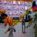 올리스 펫 쌀롱 이미지