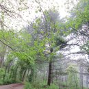 평양숨두부식당 | 2013.05.19 비가와서 여유로왓던 하루...--- 대청호명산 번외산행 신무산과 뜬봉샘 &amp; 데미샘