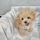 빅토리아펫 강아지고양이 잠실점 이미지