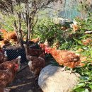 수아네 농장 이미지