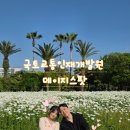 더행복인재개발원 | 제주 무료 데이지꽃 명소 추천 국토교통인재개발원 숨은 포토존 방문후기