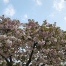 (주)아이에스푸드_롯데리아대동백화점점 | 많은 생각이 드는 4월 일상.