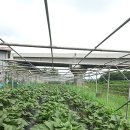 더오크라 이미지