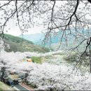 봄꽃 축제, 유명 여행지 안내 이미지