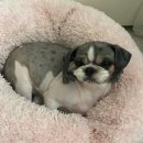 몽몽이펫샵