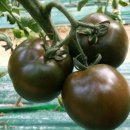 빛고을농장 이미지