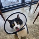 멍&냥 | 제주 애월읍 소품샵 겸 오션뷰 고양이카페 냥다방