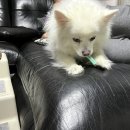 푸라닭신내점 이미지