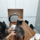 헨리양갈비 네이버블로그