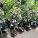 대화할인마트 이미지