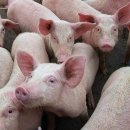 감당농장 이미지