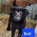 [함안보호소 유기견] 온몸 피부병 범벅 3남매를 도와주세요.. 목표금액 370만원 남았습니다. ㅠㅠ 이미지