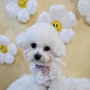 춘천애견미용학원 이미지