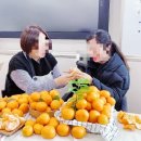 제주낭바띠