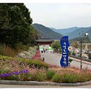 구절초테마공원 Daum카페