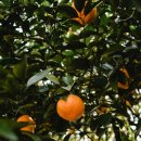 오렌지나무 이미지