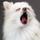 강아지사랑 이미지