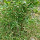 신창동1273-2 이미지