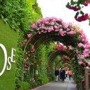 장미제일시장 이미지