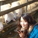 희선목장 Daum카페
