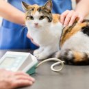 일산 클래식 동물병원 이미지