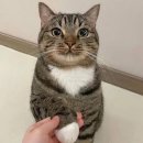 고양이발 이미지