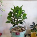 꽃비플라워 이미지
