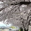 남대천제방길 이미지