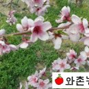 와촌농장 이미지