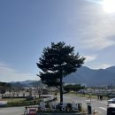 황산공원(황산B) | 4/1 양산 황산공원 벚꽃 개화 상황 및 황산공원 캠핑장 이용 꿀팁