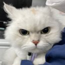 분당우리동물의료센터 이미지