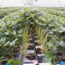 두상농장 이미지