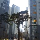 고목나무 이미지