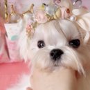 PRETTY OPPA 이미지