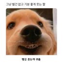해피 네이버블로그