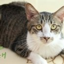 나비야(NABIYA) 이미지