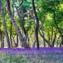 용담로 무궁화길 이미지