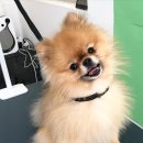 참견(犬) 네이버블로그