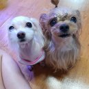 신세계 애견미용샵 이미지