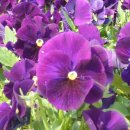 장평면사무소 이미지