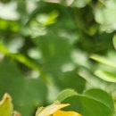 구기자 약초시장 | 📚 천 년의 지혜,✨ 간열을 끄고 시야를 밝히다💡 '내 마음의 빛' 결명자🥣 장수 노인의 비밀까지