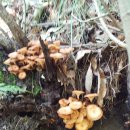 자연산 버섯(삶고, 씻고, 손질 완료) 이미지