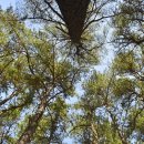 솔마루길 대공원산 이미지